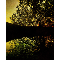 Wild Swimming 10 x 12 Art Print: A Reflection on Trees